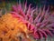 White-spotted Rose Anemone with Fluted Bryozoan