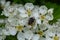 White spotted rose beetle: A Beneficial Insect for Pollination and Organic Recycling. Oxythyrea funesta