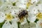 White spotted rose beetle: A Beneficial Insect for Pollination and Organic Recycling. Oxythyrea funesta