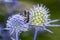 White spotted rose beetle - Oxythyrea Funesta - with blue eryngo - Eryngium palmatum