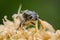 A White Spotted Rose Beetle sitting on a flower