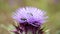 White-spotted Rose Beetles - Oxythyrea funesta - on a Cynara cardunculus flower