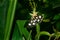 White-spotted Sable Moth - Anania funebris