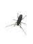 white-spotted sawyer beetle Monochamus scutellatus