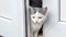 A white spotted young cat peeks from behind the door