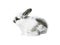 White spotty rabbit isolated on white