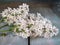 White sprig of lilac lies on a wooden table