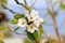 White spring apple flower wet from raindrops. beautiful spring background