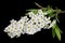 White spring blossom flowers of forest Bird Berry tree isolated on black