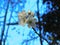 White spring blossom looking good and beautifully clear