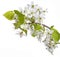 White Spring Blossoms of Cherry isolated