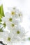 White Spring Cherry flowers