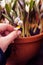 White spring crocuses in woman hand with selective focus. White flowering corms from late winter provide nectar and