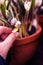 White spring crocuses in woman hand with selective focus. White flowering corms from late winter provide nectar and pollen for