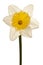 White Spring Daffodil Flower