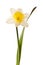 White Spring Daffodil Flower