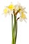 White Spring Daffodil Flower Bunch