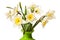 White Spring Daffodil Flower Bunch