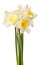 White Spring Daffodil Flower Bunch