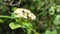 White spring elderberry flower cluster with some beetle in it, 4K