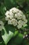 White spring flower cluster of Chinese Viburnum decorative shrub, latin name Viburnum Burejaeticum