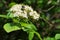 White spring flower cluster of European elder, also called Elderberry or Black Elder, latin name Sambucus Nigra