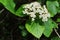 White spring flower cluster of European elder, also called Elderberry or Black Elder, latin name Sambucus Nigra