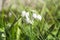 White spring flower on a green glade.Snowdrop spring flowers. Fresh green well complementing the white Snowdrop blossoms