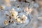 white spring flowers blooming on a tree close up of branch illuminated by the morning sun springtime april