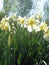 White spring flowers daffodils in the garden on a blurred background of tall trees and sky. Spring view