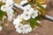 White spring flowers on fruit tree in orchard cherry blossom