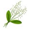 White spring flowers.Lily of the valley flower bouquet with green leaves isolated on white background