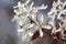White spring flowers. Serviceberry (Amelanchier)