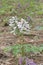 White spring fumewort flower in nature