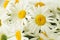White spring many daisies closeup
