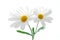 White spring marguerite