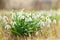 White spring snowdrops.