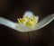 White springtime anemone in close up.