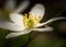 White springtime anemone in close up.