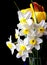 White springtime daffodil flower