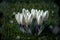 White sprouting crocus flowers covered in water droplets in spring. Generative ai illustration.
