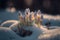White sprouting crocus flowers growing from the snow in spring. Generative ai illustration.