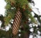 White Spruce Or Picea Abies With Cones