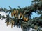 White Spruce Or Picea Glauca With Cones