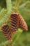 White Spruce Pinecone