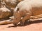 White (square-lipped) rhinoceros