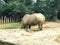 White square-lipped rhinoceros drinking water