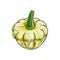 White squash isolated pattypan squash vegetable