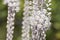 White Squill flowers