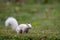 White squirrel